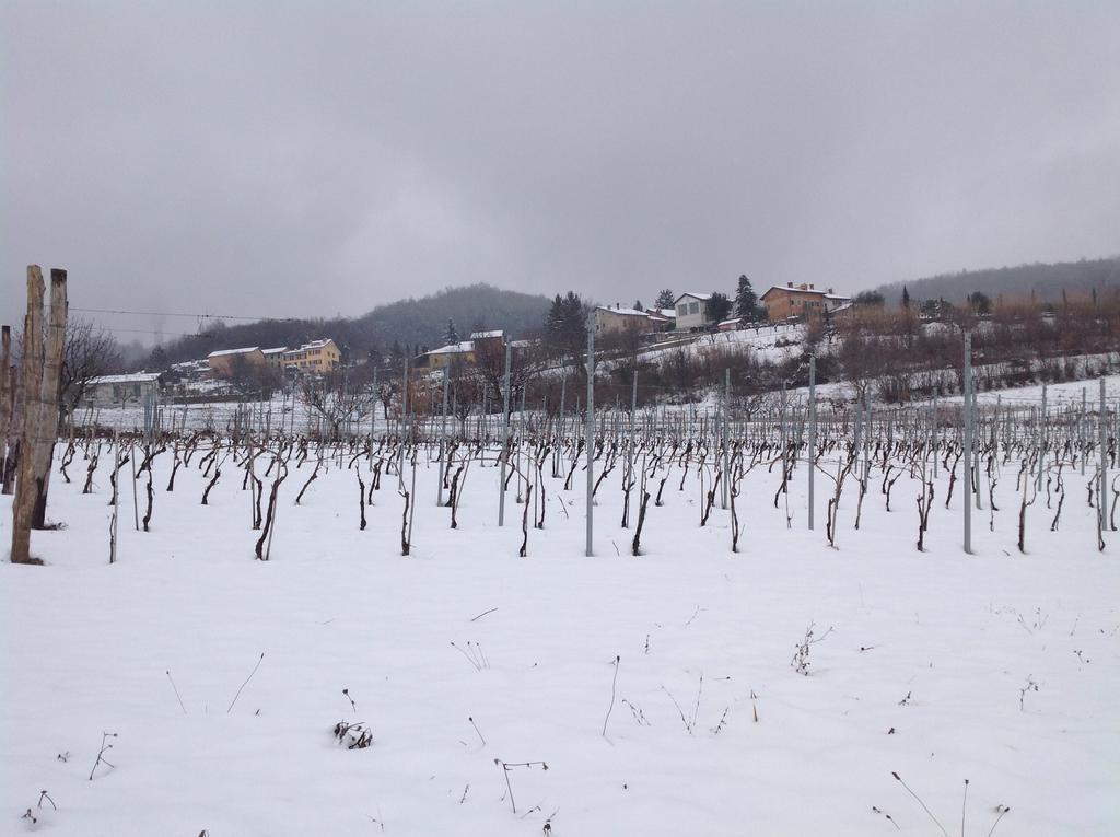 Azienda Agricola Garoglio Davide Alfiano Natta Eksteriør bilde