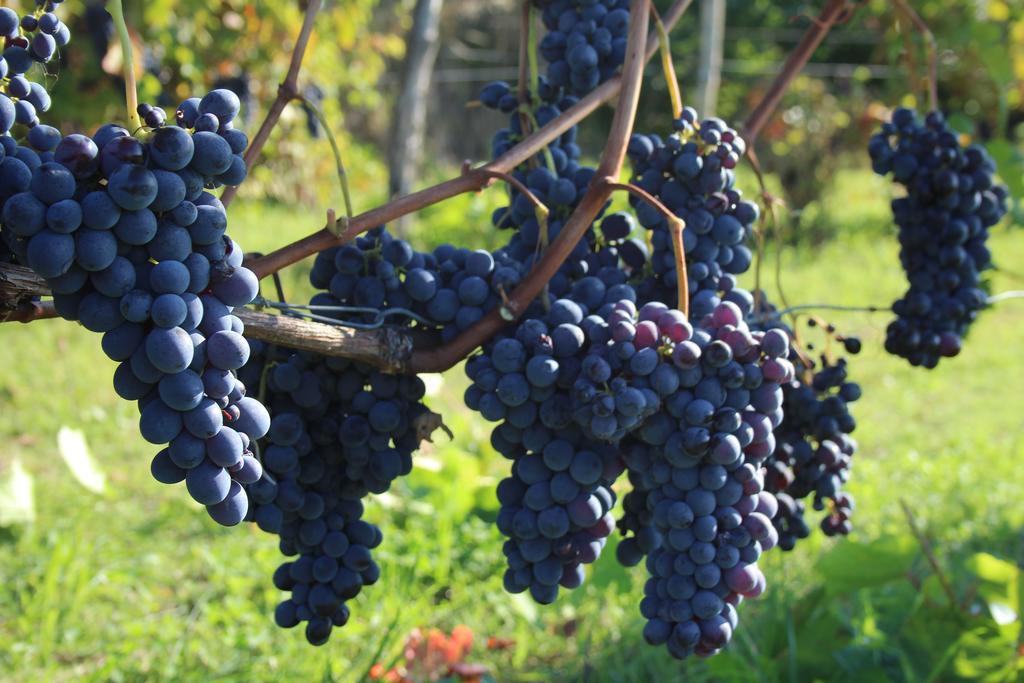 Azienda Agricola Garoglio Davide Alfiano Natta Eksteriør bilde