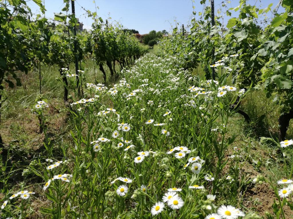 Azienda Agricola Garoglio Davide Alfiano Natta Eksteriør bilde