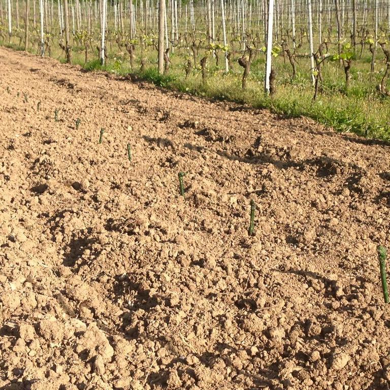 Azienda Agricola Garoglio Davide Alfiano Natta Eksteriør bilde